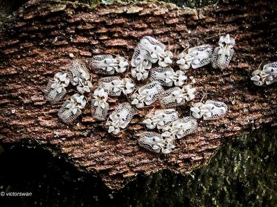Plataannetwants - Corythucha ciliata.JPG