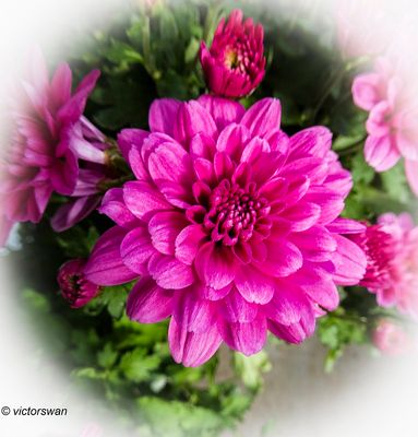 Chrysanthemum.jpg