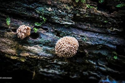Rossig buiskussen - Tubifera arachnoidea  .JPG