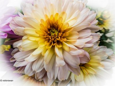 Chrysanthemum.jpg