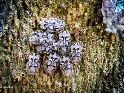 Plataannetwants - Corythucha ciliata.JPG
