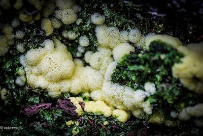 Ceratiomyxa porioides.JPG