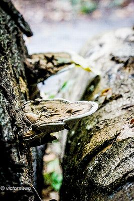 Platte tonderzwam - Ganoderma lipsiense .JPG