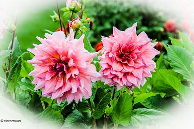 Dahlia-Otto's Thrill.JPG