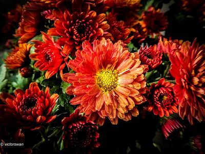 Chrysanthemum.jpg