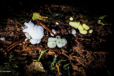 Ceratiomyxa porioides.JPG