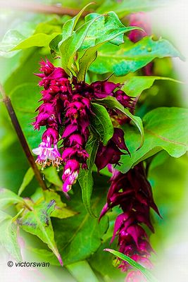 Leycesteria formosa .JPG