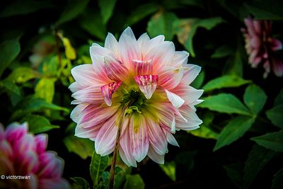Dahlia-Garden Show.JPG