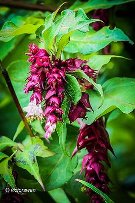 Leycesteria formosa .JPG