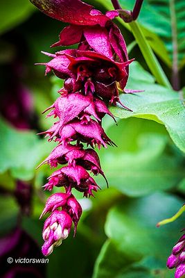 Leycesteria formosa .JPG