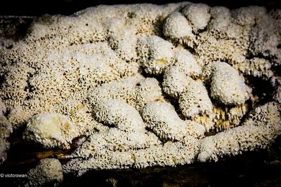 Ceratiomyxa porioides.JPG