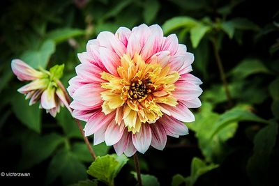 Dahlia-Garden Show.JPG