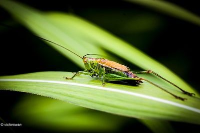 Gewoon spitskopje - Conocephalus dorsalis.JPG