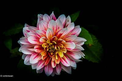 Dahlia-Garden Show.JPG