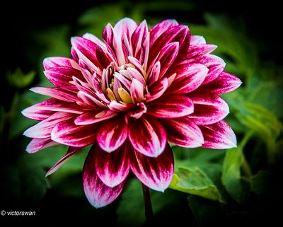 Dahlia-Garden Show.JPG