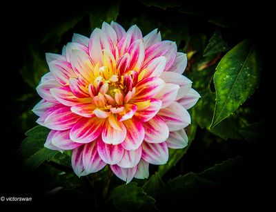 Dahlia-Garden Show.JPG