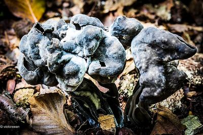 Zwarte kluifzwam - Helvella lacunosa  met kluifzwameter  Hypomyces cervinigenus.JPG