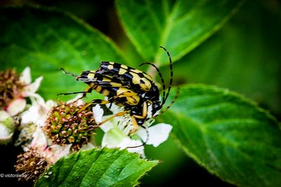 Geringelde Smalboktor - Rutpela maculata.JPG