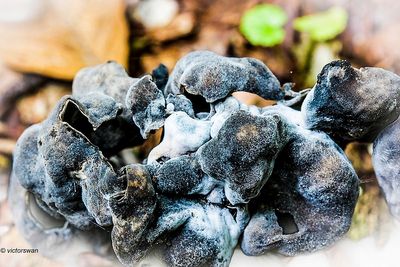 Zwarte kluifzwam - Helvella lacunosa  met kluifzwameter  Hypomyces cervinigenus.JPG