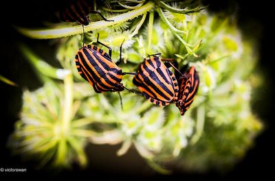 Pyjamawants - Graphosoma lineatum JPG