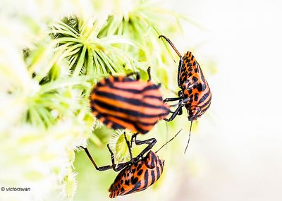 Pyjamawants - Graphosoma lineatum JPG