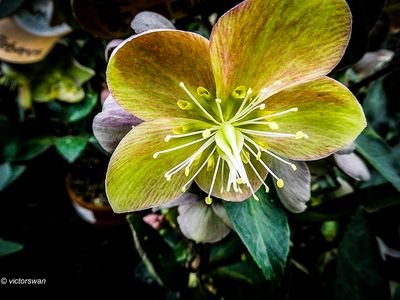 Helleborus.JPG