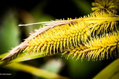 Hoge cyperzegge - Carex pseudocyperus.JPG