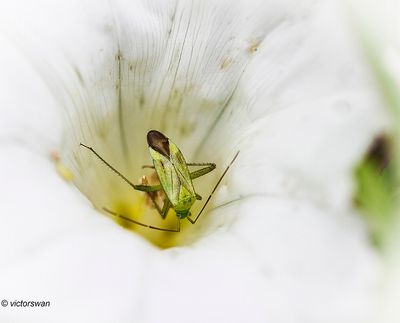 Vierpuntsierblindwants - Adelphocoris quadripunctatus.jpg