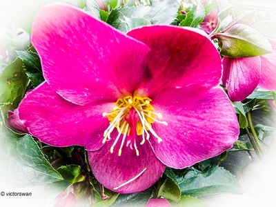 Helleborus.JPG