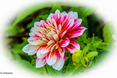 Dahlia-Garden Show.JPG