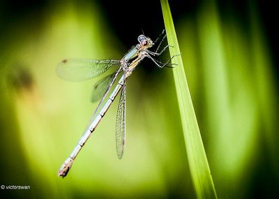 Gewone pantserjuffer - Lestes sponsa.JPG