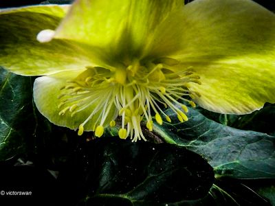 Helleborus.JPG