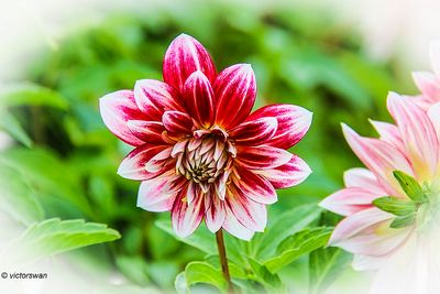 Dahlia-Garden Show.JPG