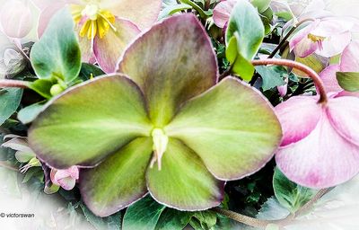 Helleborus.JPG