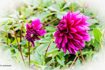 Dahlia-Le Baron JPG