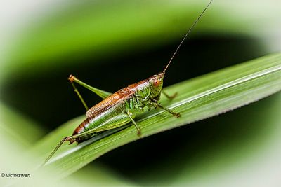 Gewoon spitskopje - Conocephalus dorsalis.JPG