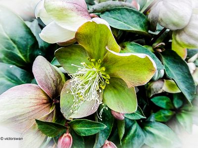 Helleborus.JPG