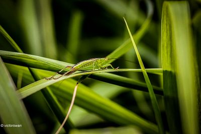 Gewoon spitskopje - Conocephalus dorsalis.JPG