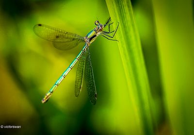 Gewone pantserjuffer - Lestes sponsa.JPG