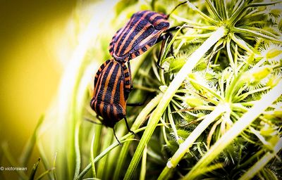 Pyjamawants - Graphosoma lineatum JPG