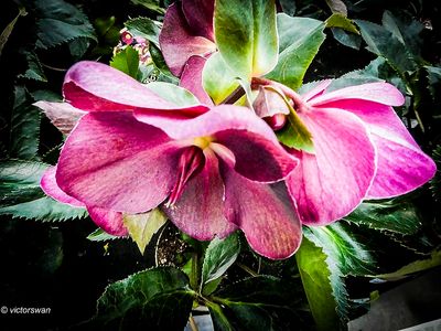Helleborus.JPG