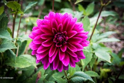 Dahlia-Le Baron JPG