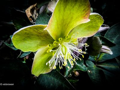 Helleborus.JPG