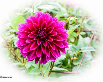 Dahlia-Le Baron JPG