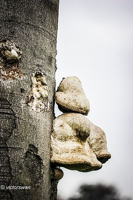 Echte tonderzwam - Fomes fomentarius .JPG