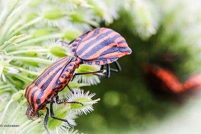 Pyjamawants - Graphosoma lineatum.JPG