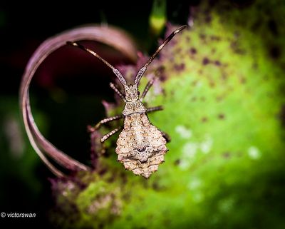 Zuringwants Coreus marginatus.JPG