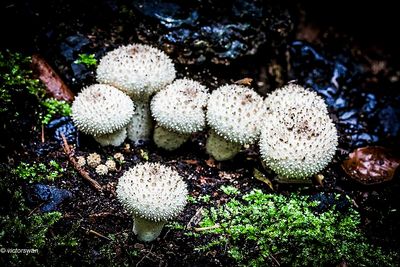 Parelstuifzwam Lycoperdon perlatum .JPG