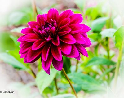 Dahlia-Le Baron JPG