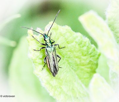 Fraaie Schijnboktor - Oedemera nobilis.JPG